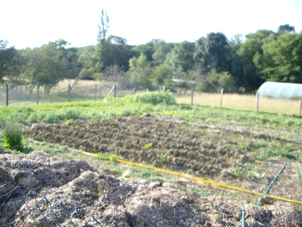 Kartoffelreihen im grossen Garten