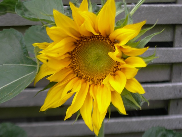 Sonnenblume