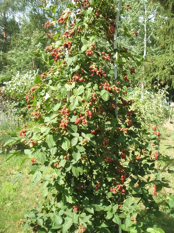 k-brombeeren.jpg