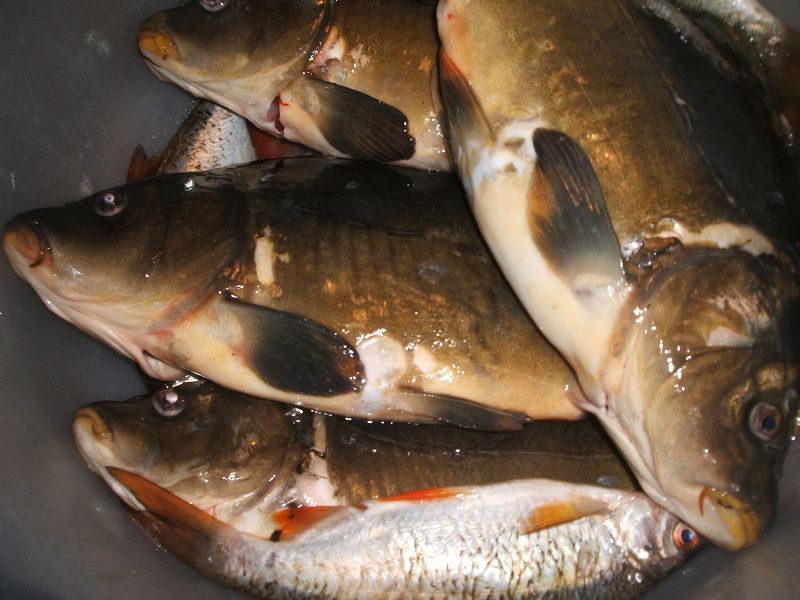 k-karpfen.jpg