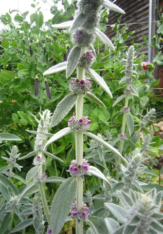 Wollziest stachys byzantina 1.jpg