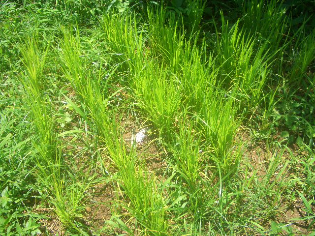 der Reis wächst..........