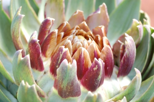 DSC_3844 (Custom).JPG