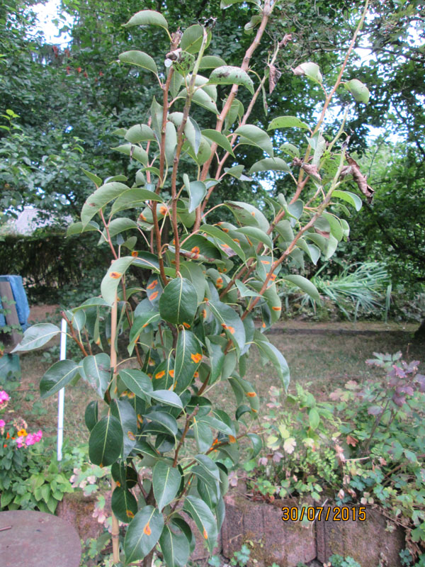 Das Gesamtkrankheitsbild