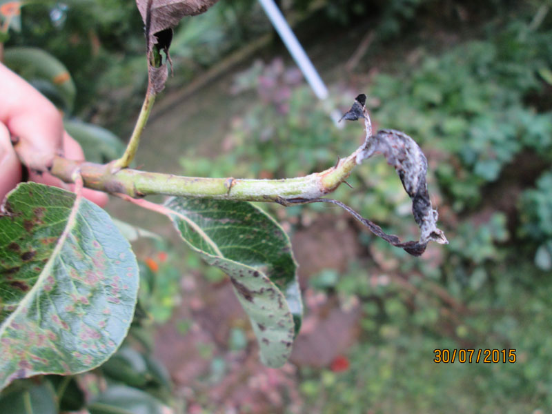 Hier die verstorbenen Triebspitzen