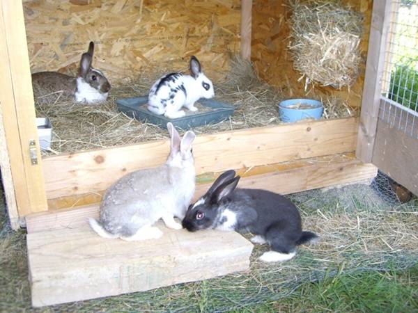 Mama Mathilda braun, Sophia schwarz-weiss, Negrita schwarz, und Griselda wurde dann umgetauft in Grisu