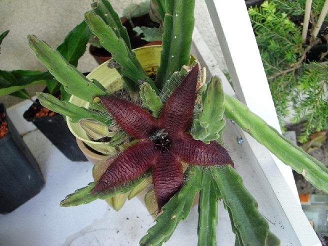 kaktusblüte 001a.jpg