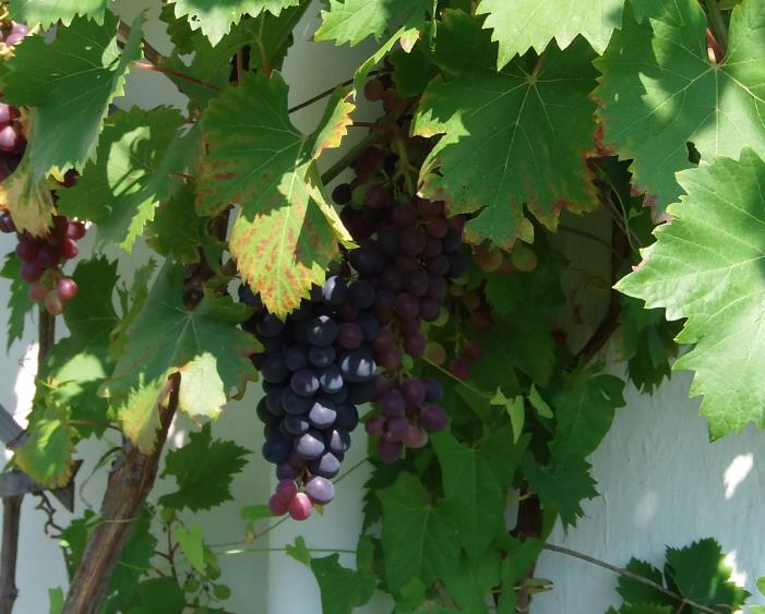 trauben.jpg