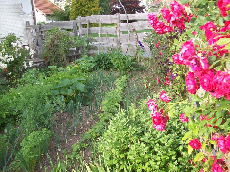 Unser kleiner Garten im Juni