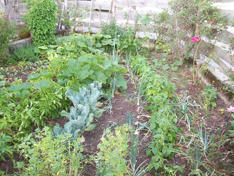 Garten jetzt, etwas trockener...