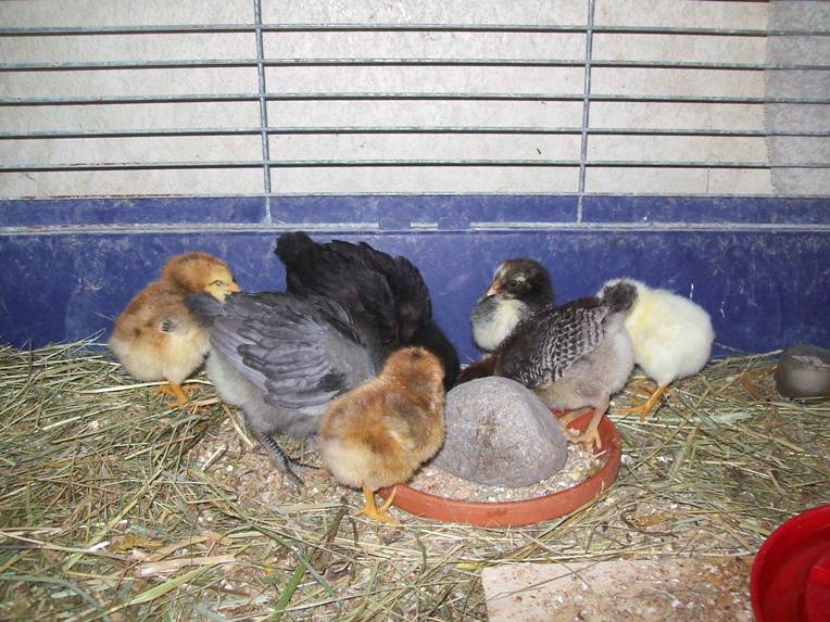 Eintagskükenbande am Anfang