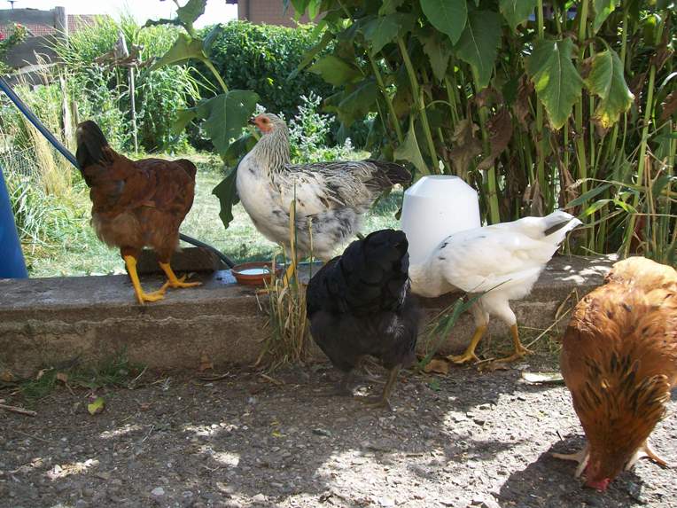 die Rasselbande aktuell