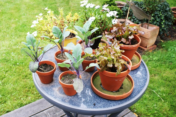 Kohlrabis und die zwei verbleibenden Salate