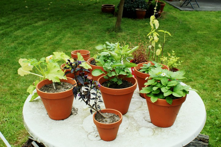 Meine diesjährige Ausbeute