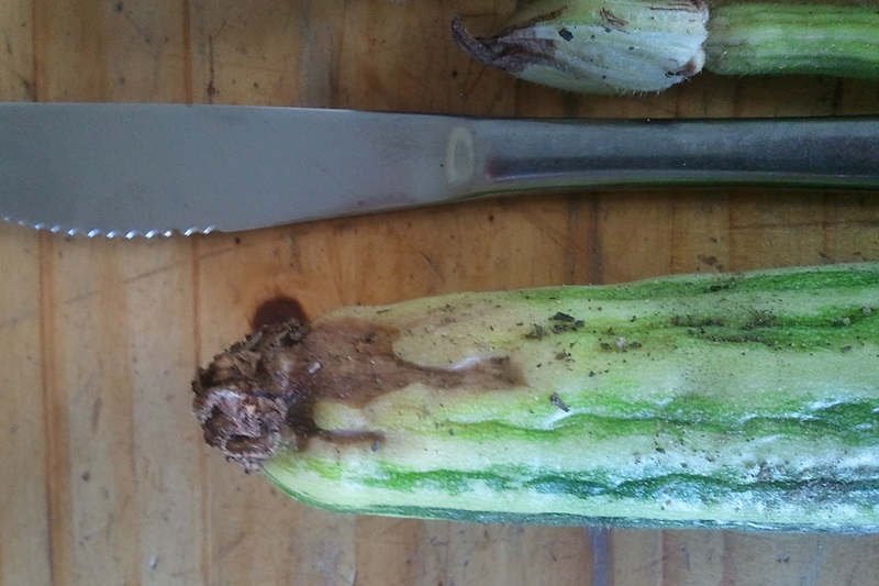 Detailaufnahme der Fäulnis, hier sehr auffällig von dem Blütenansatz ausgehend trockene Stellen, dahinter fahle Farbe / gelb werdend.