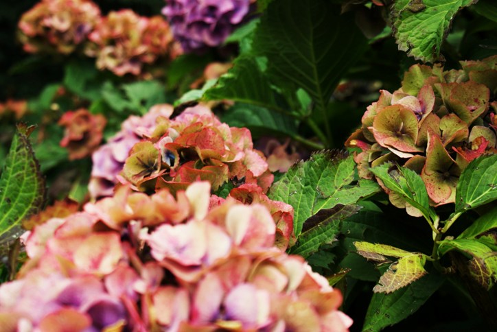 Der Hortensienbusch in den schönsten Farben