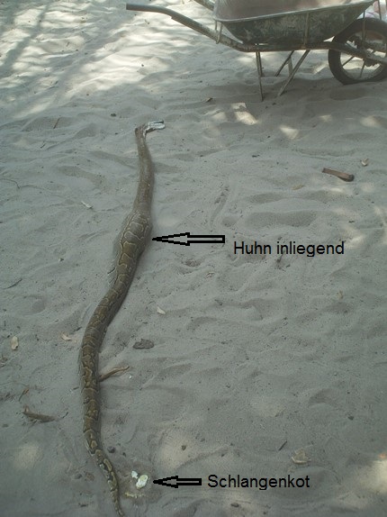 Boa mit Huhn innen.jpg