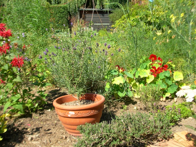 Blick in's Kräuterbeet .JPG