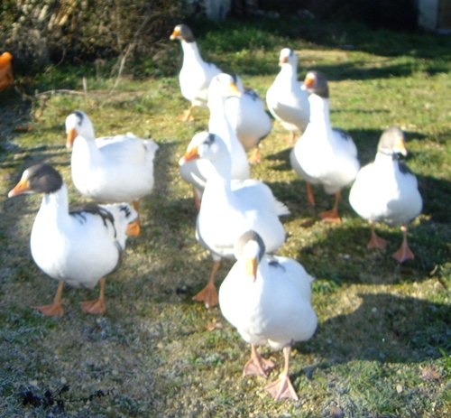 Gänse Sommer 2014