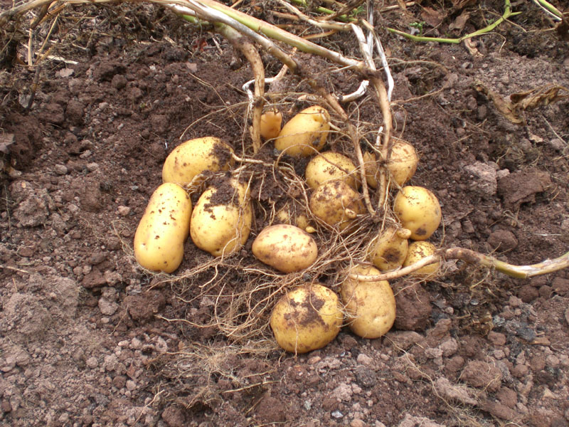 kartoffel-2.JPG