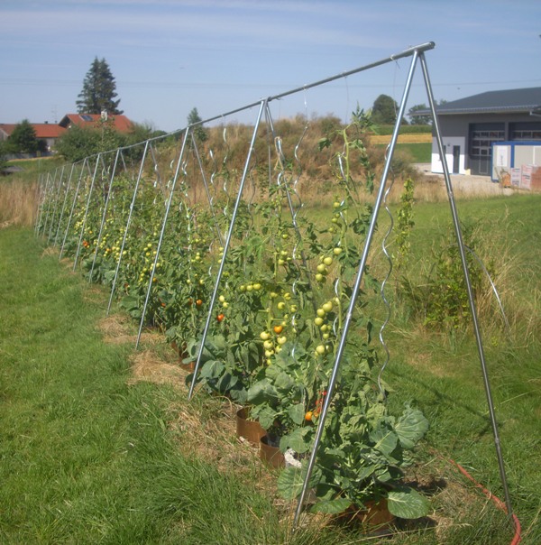 Tomatenanlage juli 2015