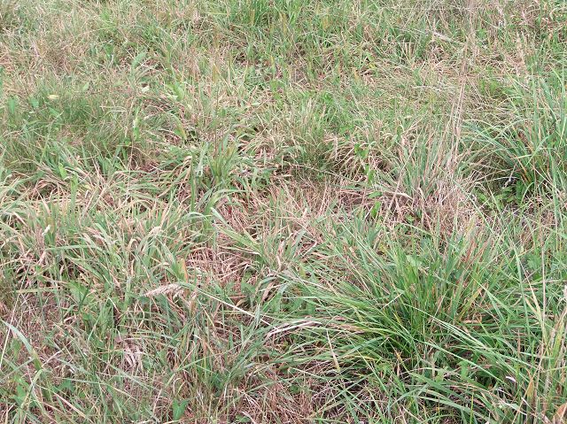 2 heuwiese noch nie beweidet (3).JPG