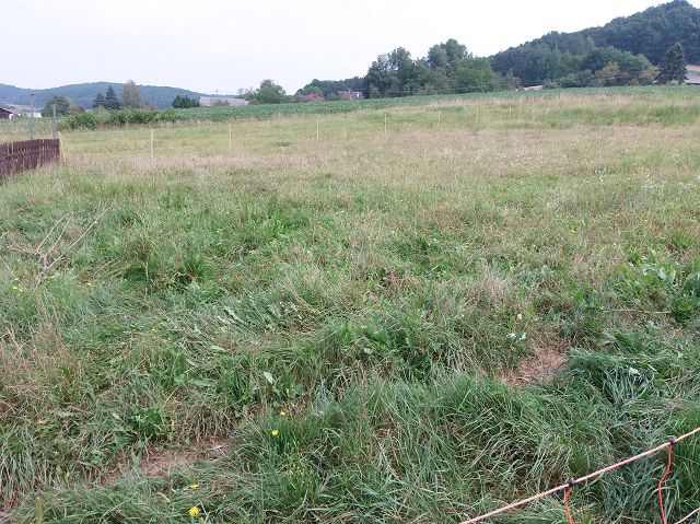 1 ständige fläche.JPG