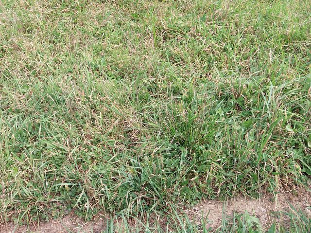 4 wechselweide 4 mal pro jahr (2).JPG