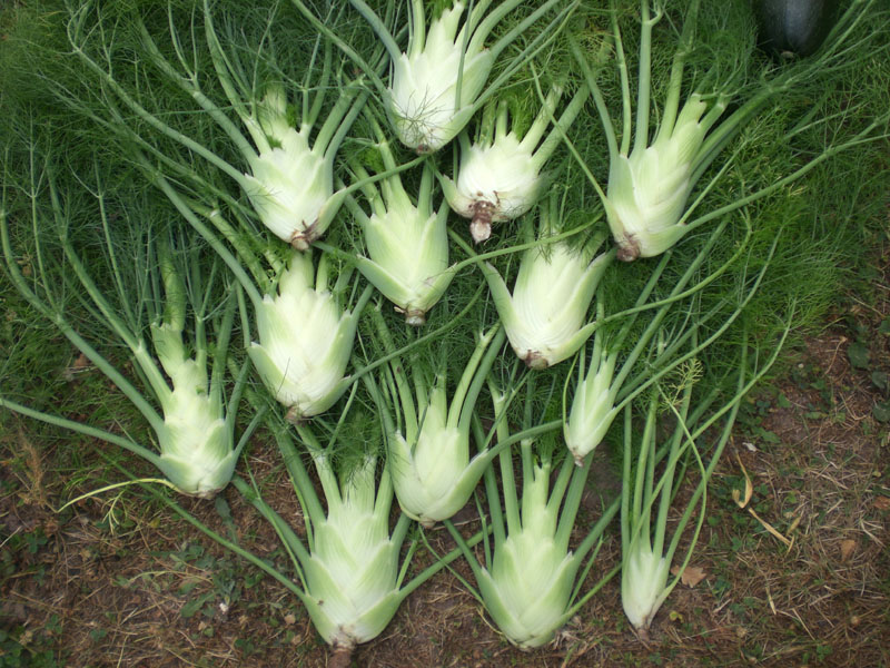 Fenchel.JPG