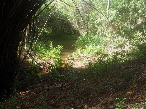 Unser Teich ist dabei auszutrocknen..jpg