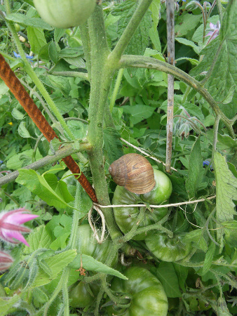Weinbergschnecke_frisst_Tomate.jpg