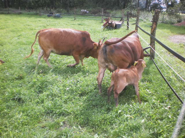 Rechts Kuh Leila mit Kalb Lisa