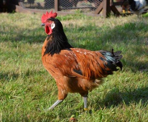 Vorwerkhahn, 16 Wochen