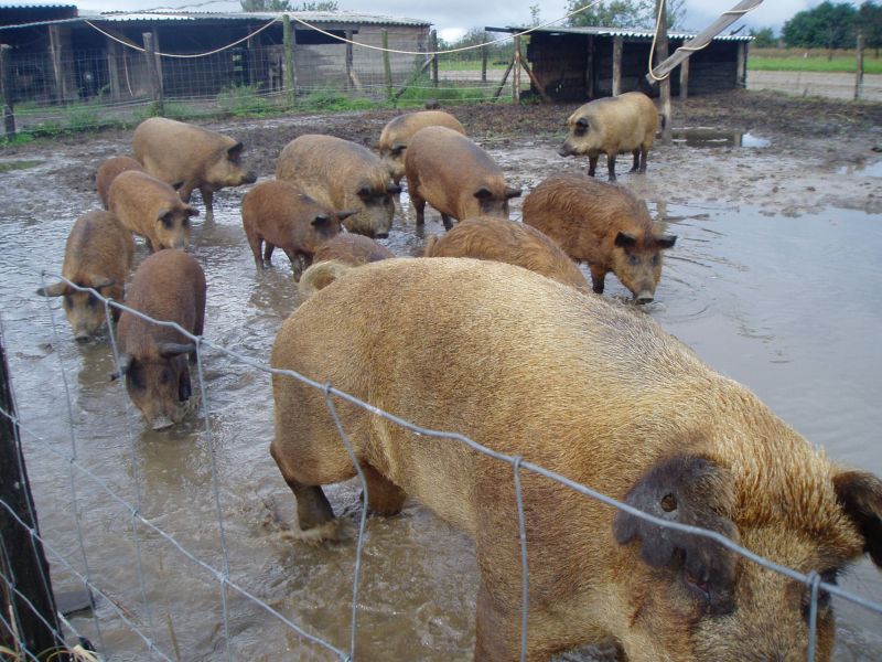 Duroc Wollschwein Kreuzungen, und auch noch ein paar &quot;reine&quot; Wollschweine