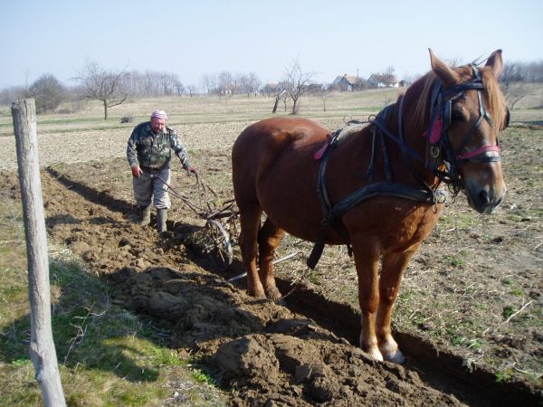 pferd pflug 2.jpg