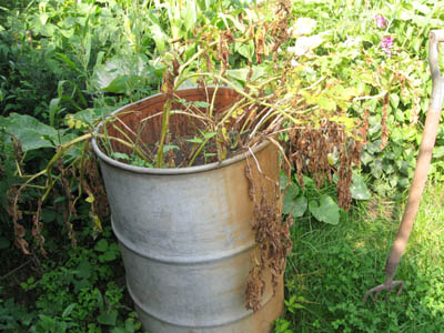 Vor dem Schlachtfest.jpg