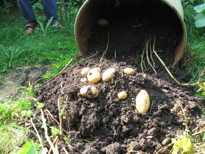 Viel Erde wenig Erdäpfel.jpg