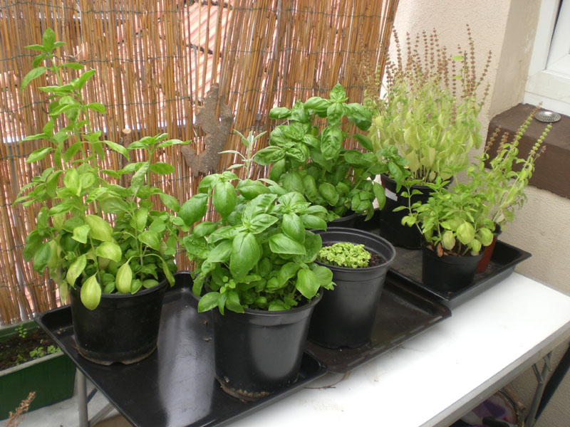 basilikum.JPG