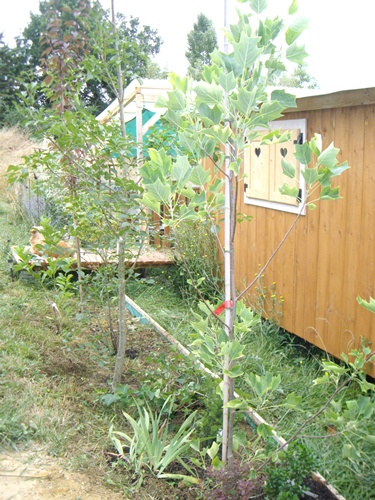 Liriodendron.JPG