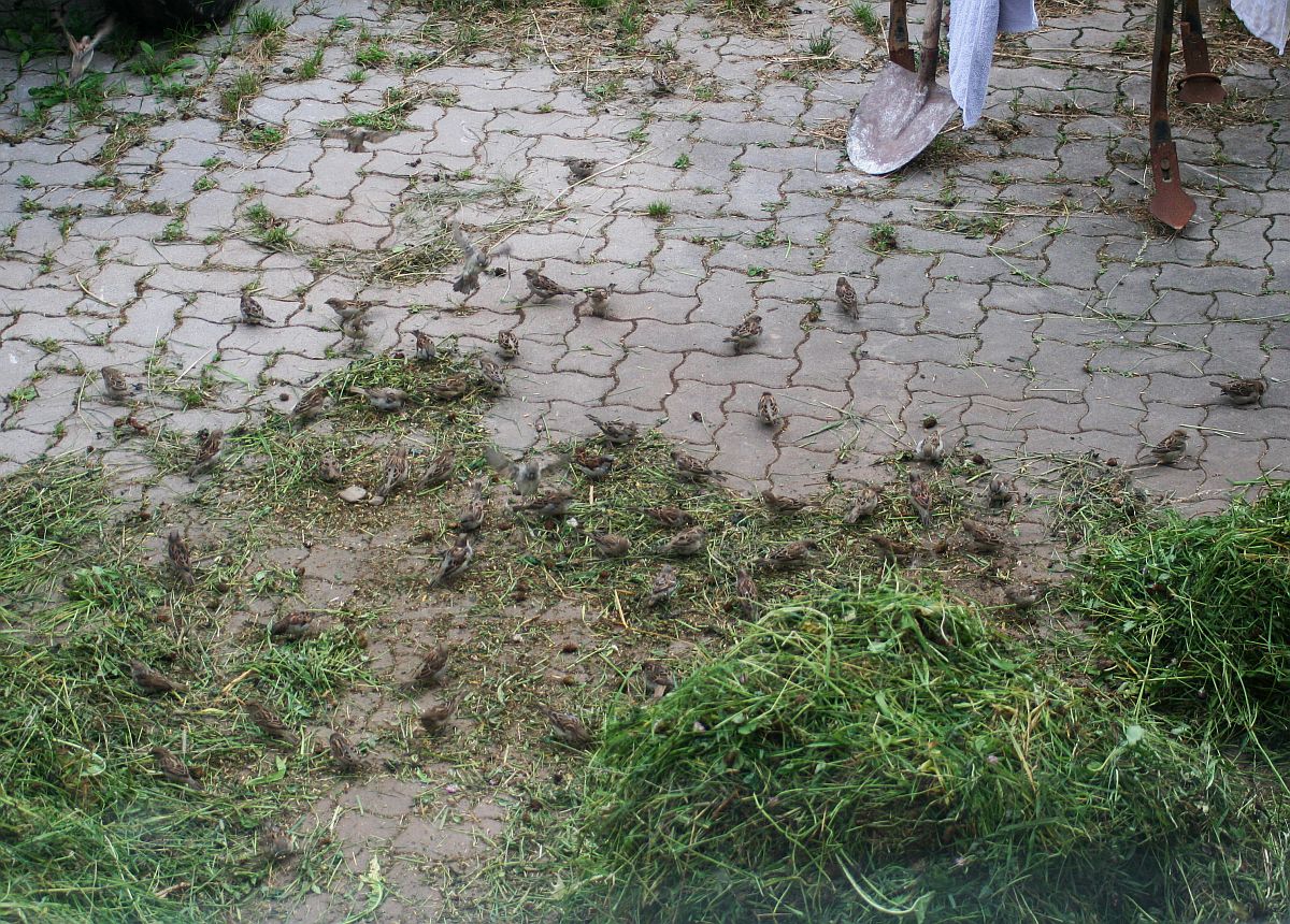2011-09-07_Spatzen1.jpg
