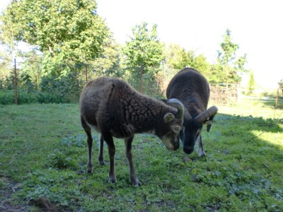 Fridolin mit Papa August