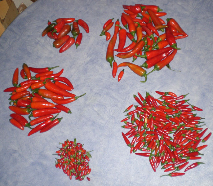 chilis.JPG