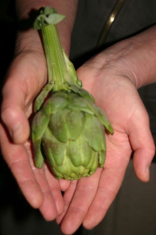 k-artischocke.jpg
