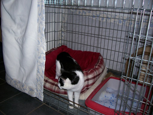 Käfighaltung für die nächsten 6 Wochen