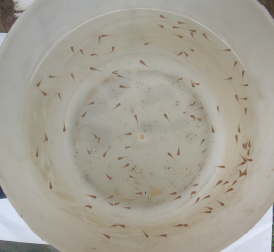 über 100 kleine Tilapia.jpg