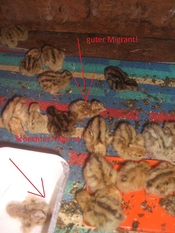 k-gmsm.jpg