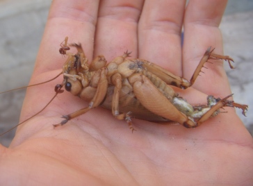 große Heuschrecke.jpg