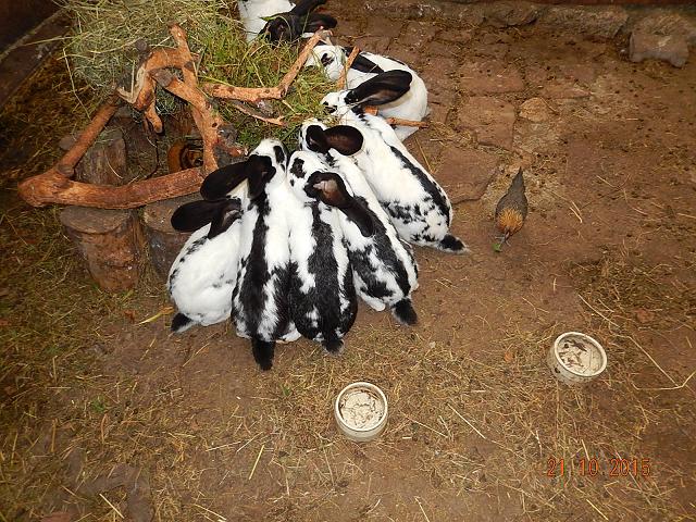Hildegard am ersten Tag bei den Kaninchen und Meerschweinchen &quot;Suchbild&quot;