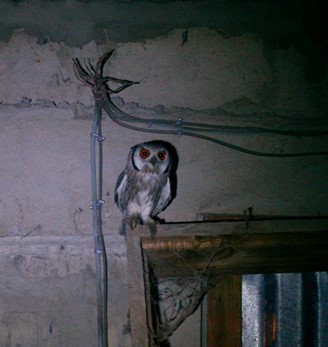 nächtlicher Besucher im Hühnerstall.jpg