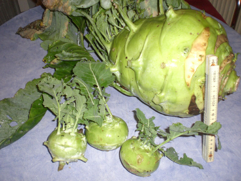 little-kohlrabi.JPG